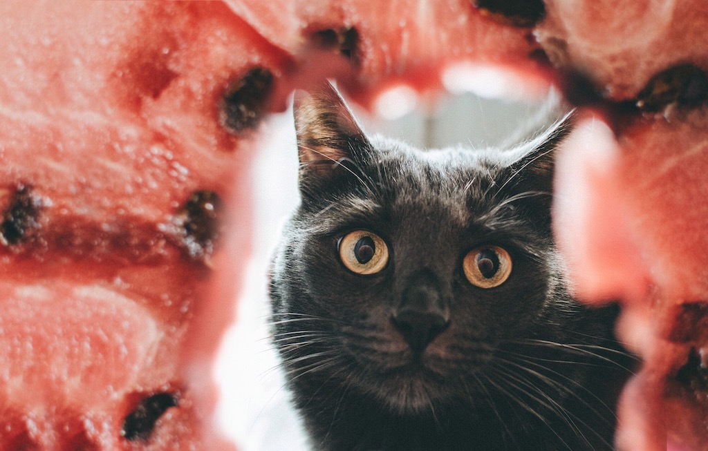 Czy arbuz jest dobry dla kotów?