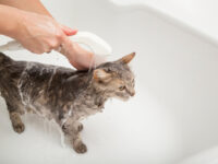 Jak często należy kąpać kota i jak go do tego przyzwyczaić?
